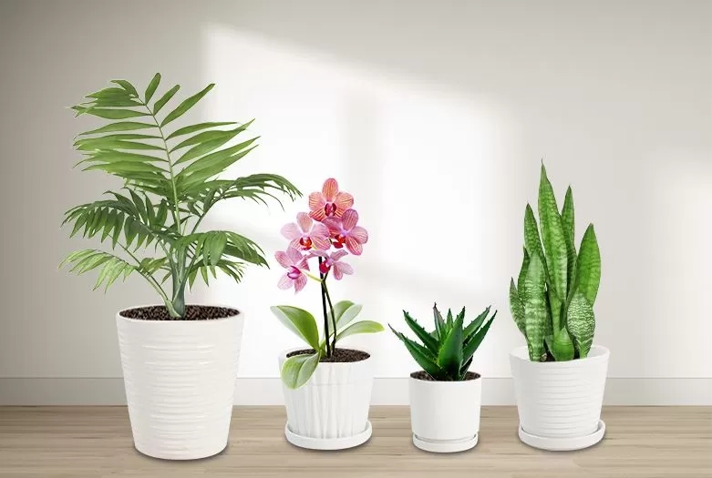 Improve the cultivation level of bamboo and rattan resources and boost the development of green economy